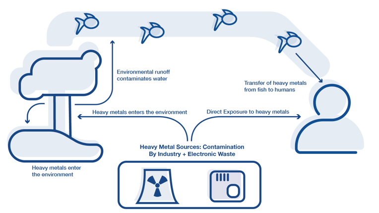 Graphic showing how heavy metals can contaminate food through pollution or from occurring naturally in the environment.