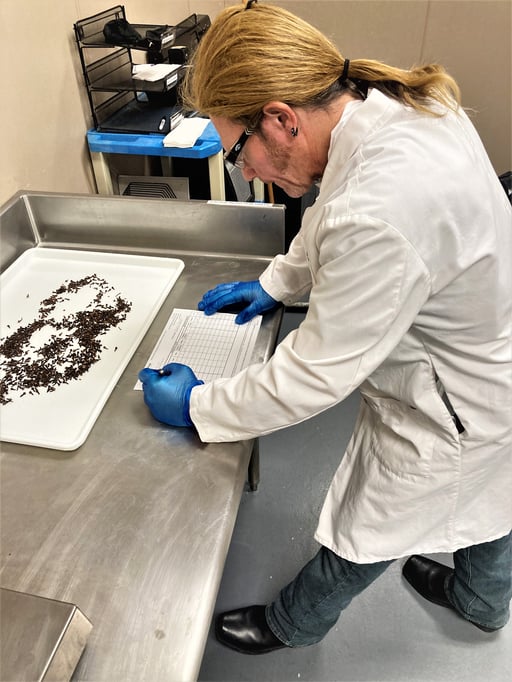 A sensory analyst scores the attributes of cloves using the Hedonic Scale during an organoleptic test.