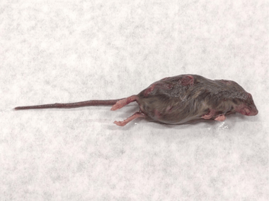 Rodent found in a food sample during foreign matter identification. 