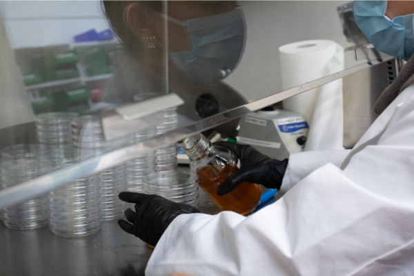Sterility testing in a laboratory cleanroom. 