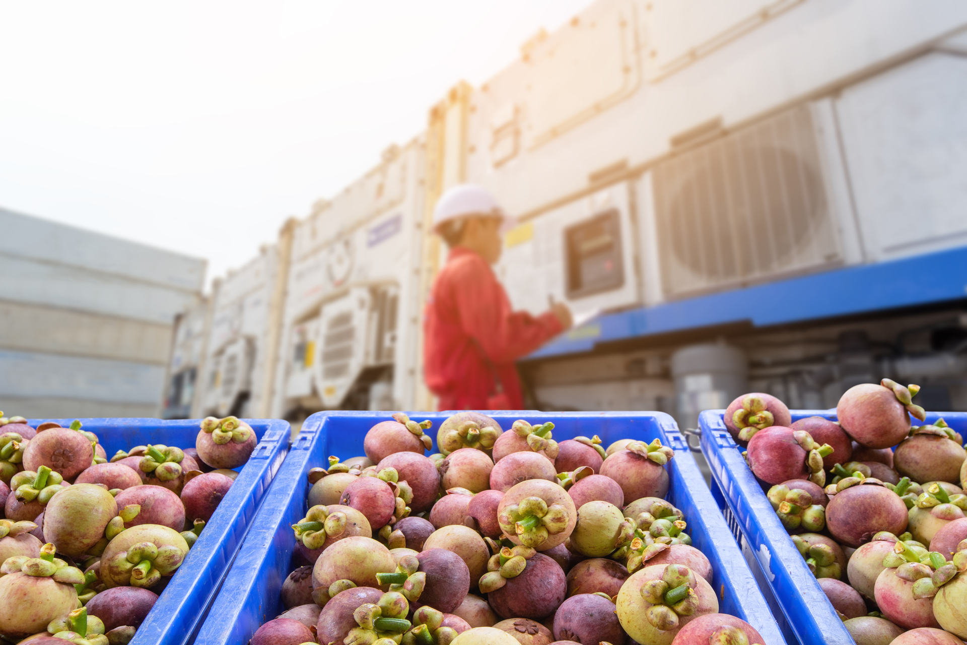 Shipment of fruit at port of entry 