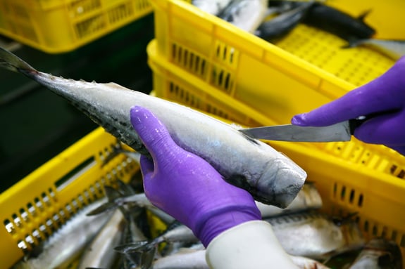 Close up of person wearing gloves and cutting into tuna fish in a processing facility.