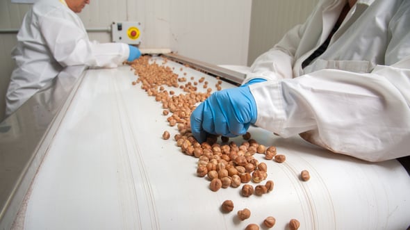 Food handler working with hazelnuts on a conveyor belt in a production facility.