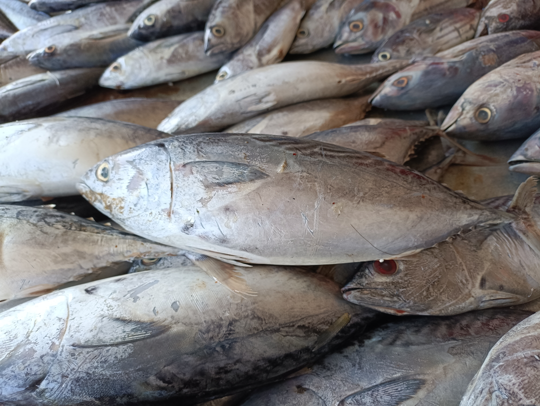 Several tuna fish in a container for processing.